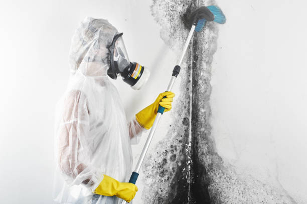 Best Environmental Consulting for Mold Prevention  in Wenatchee, WA